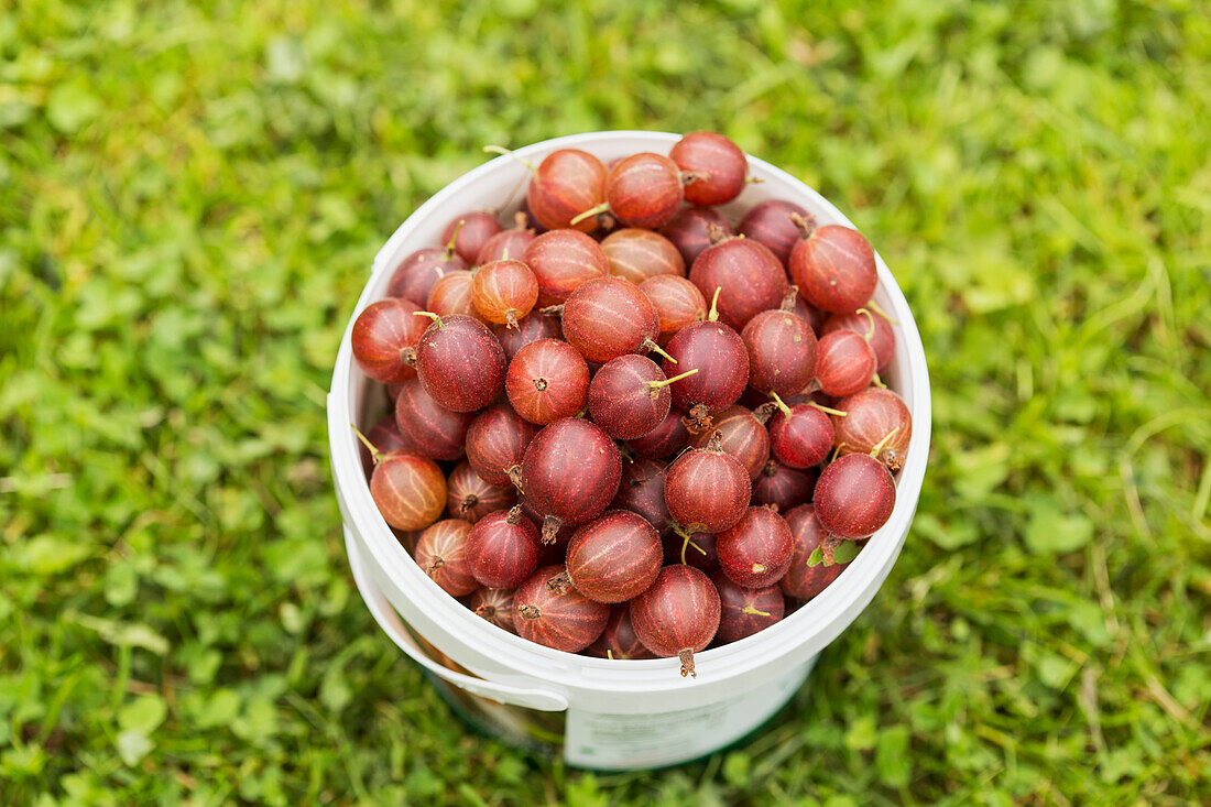 Gooseberries