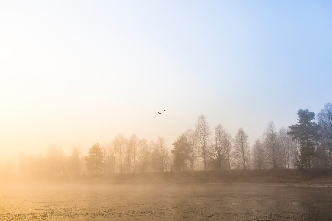 Foggy landscape