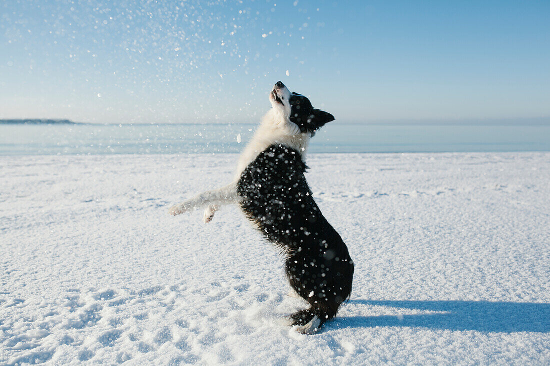 Border collie on snow