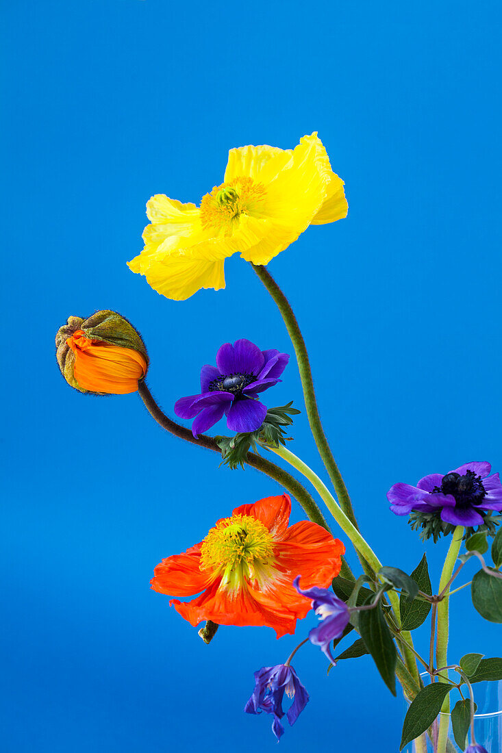 Bunte Blumen auf blauem Hintergrund