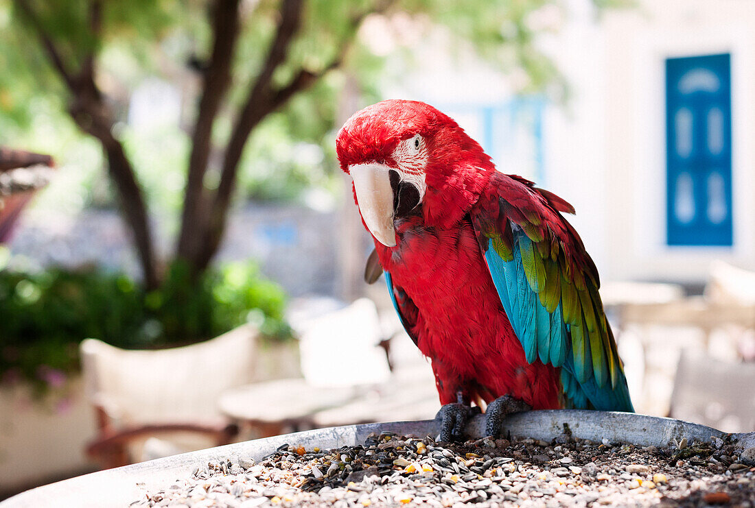 Scarlet macaw