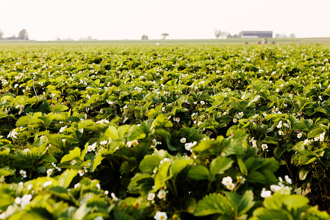 Strawberry field