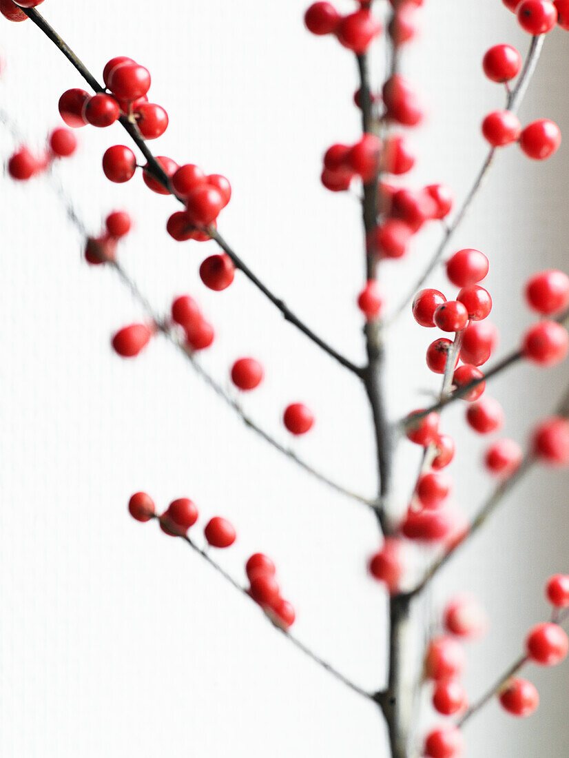 Rote Beeren auf einem Zweig