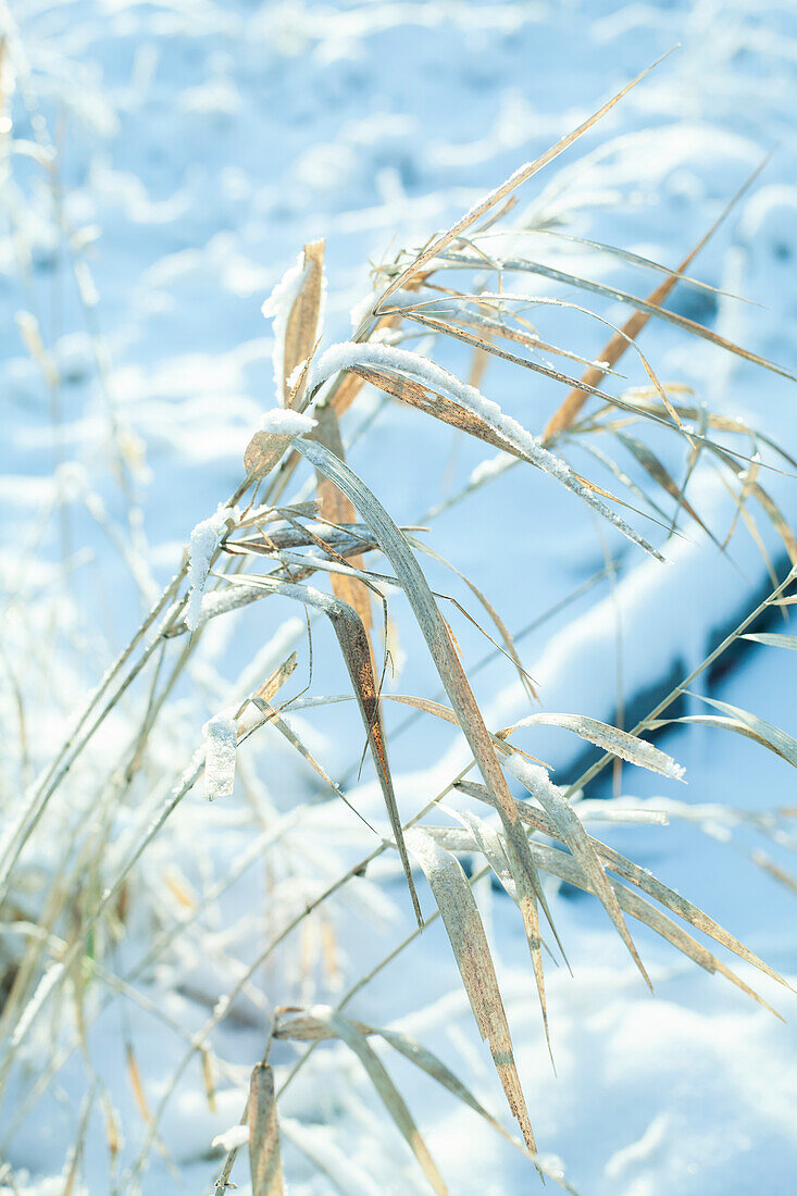 Schnee auf getrocknetem Gras