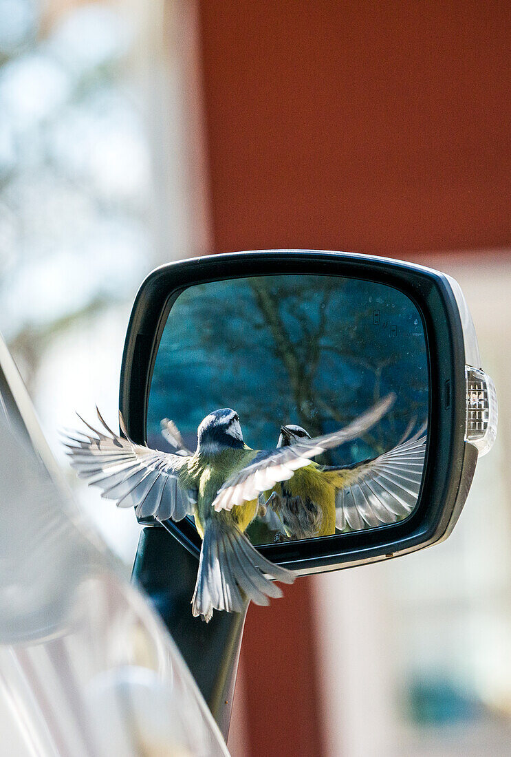 Vogel am Seitenspiegel