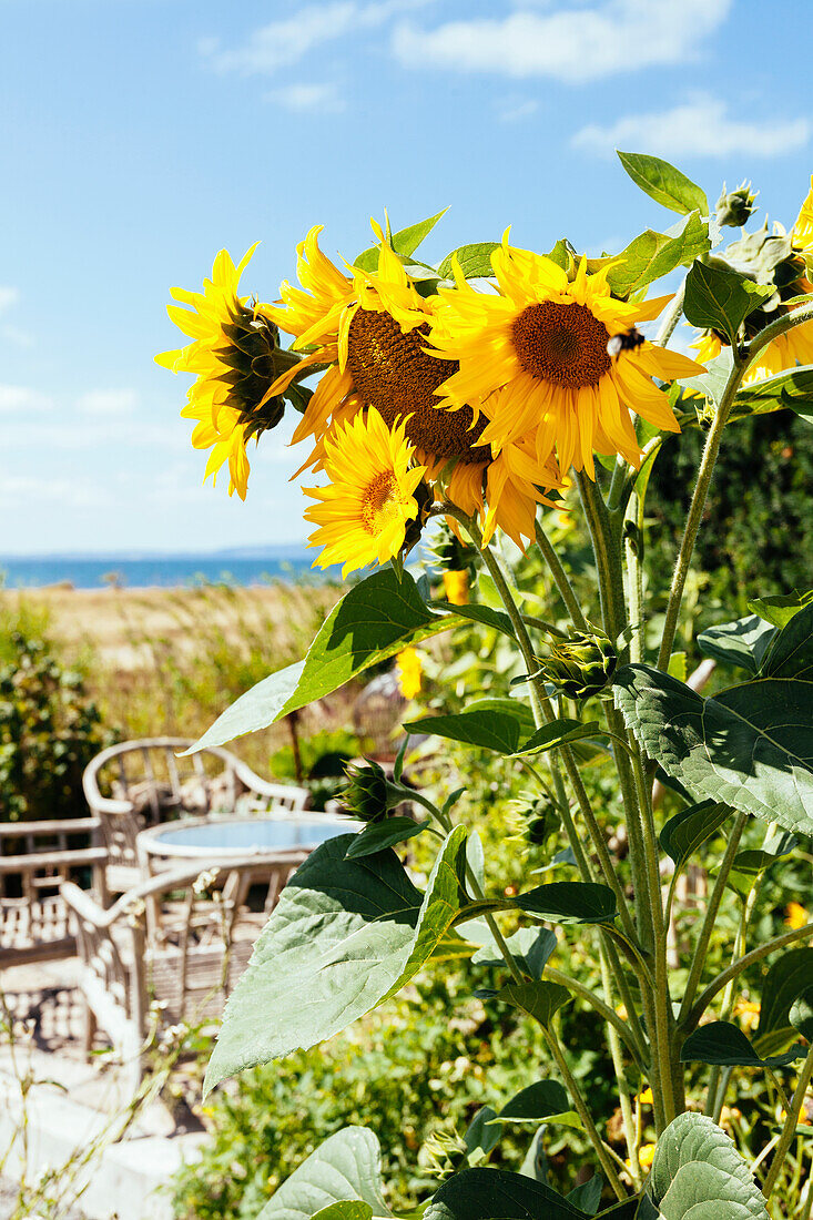 Blick auf Sonnenblumen