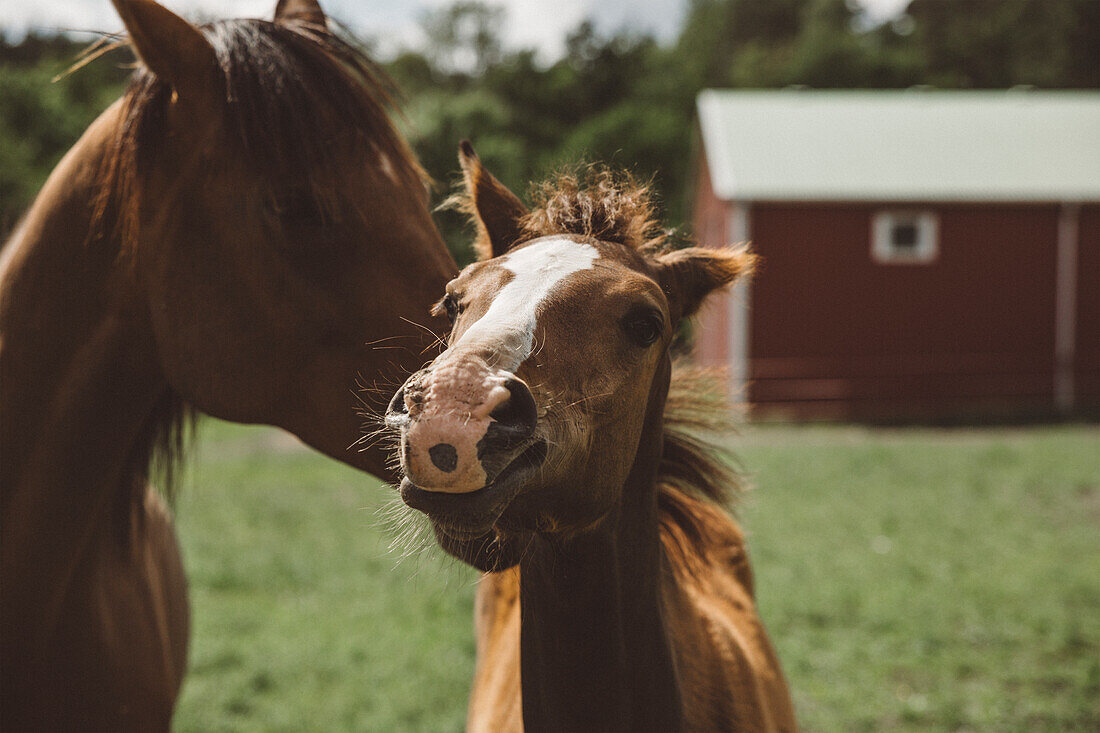 Two horses