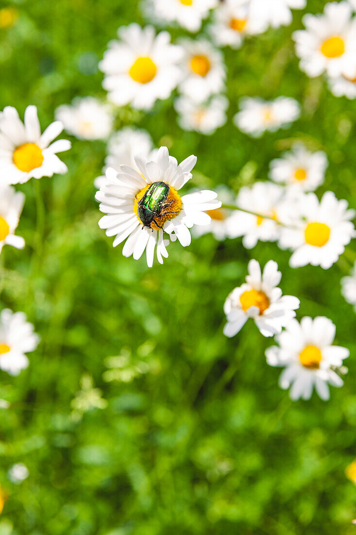 Green beetle on wildflower