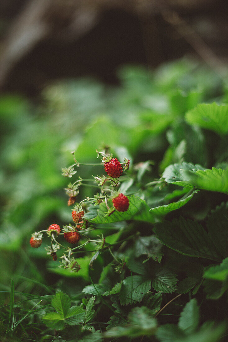 Kleine Walderdbeeren am Strauch