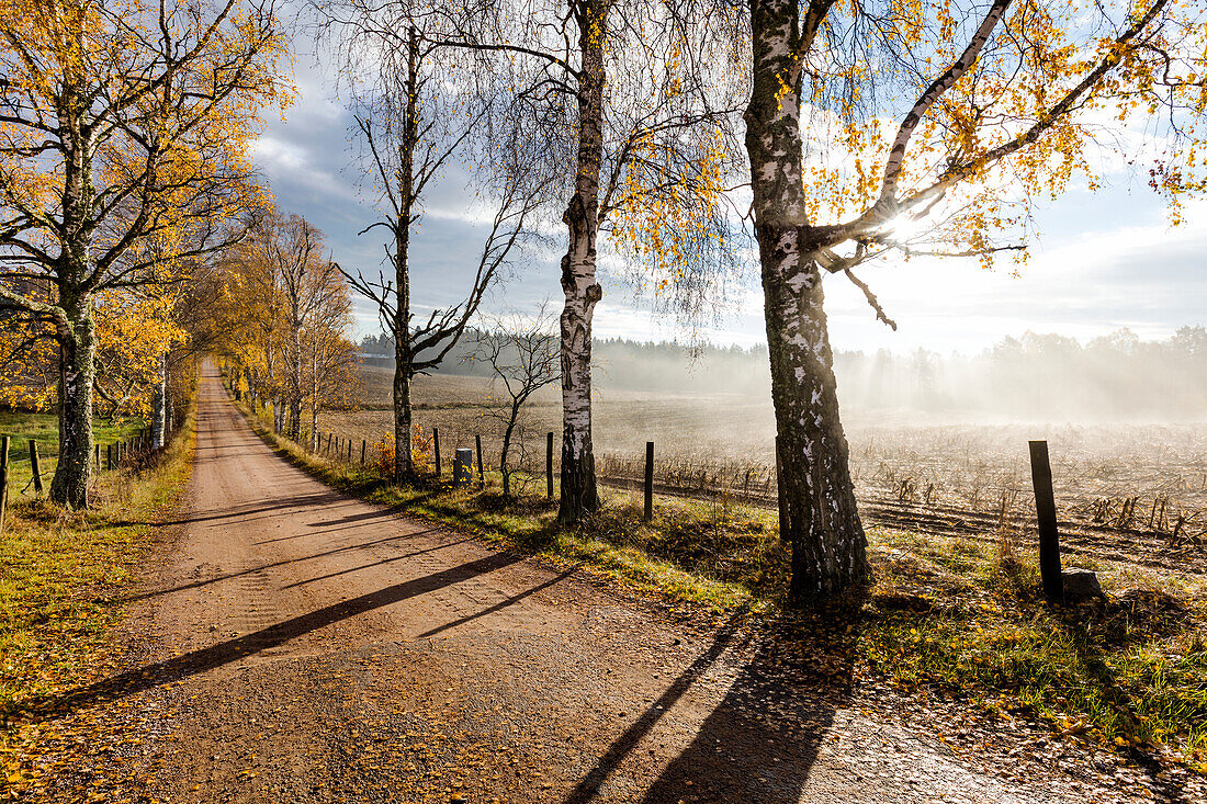 Autumn trees along dirt road