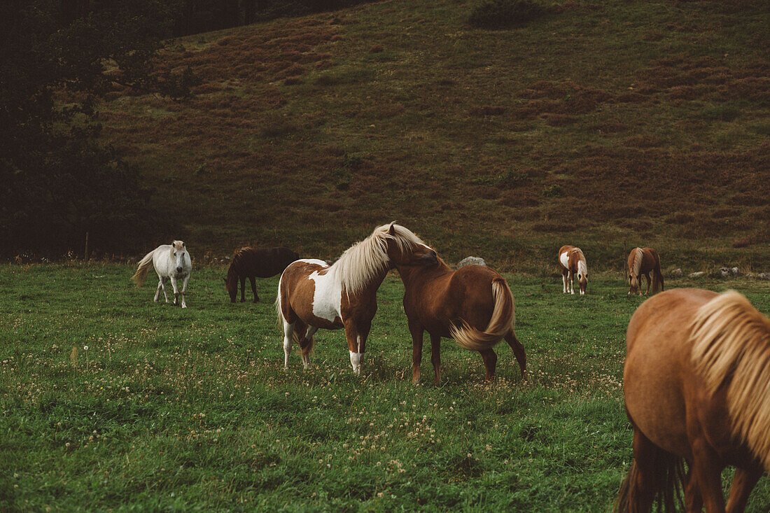 Horses grazing in meadow