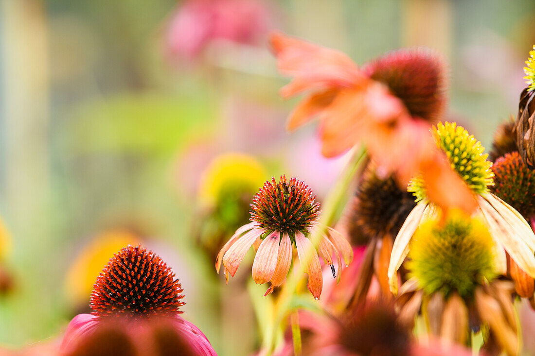 Wildblumen auf einer Wiese