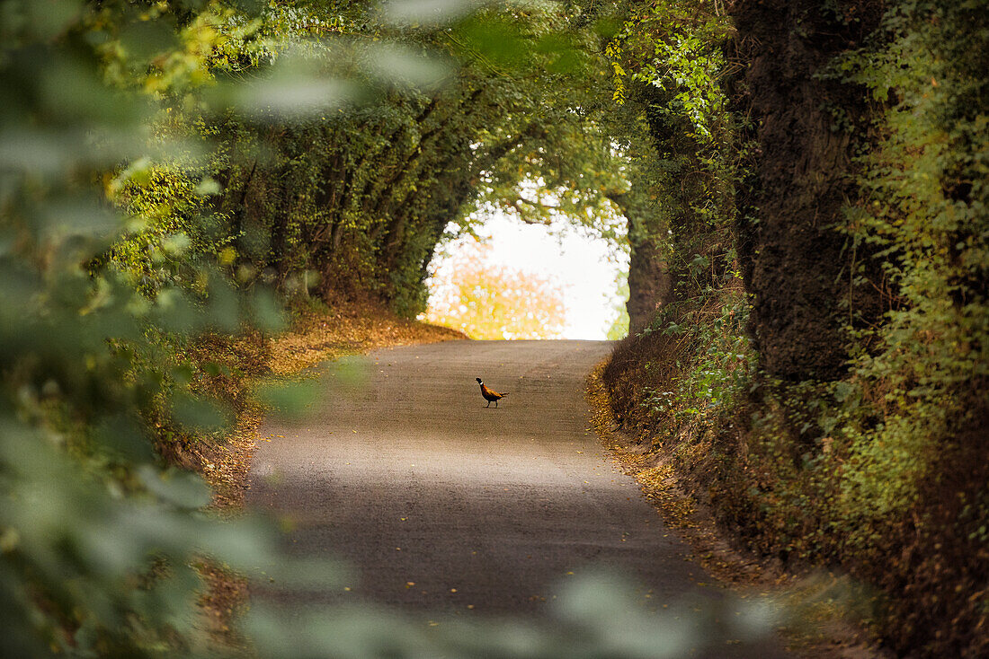 Wild pheasant on pathway in forest