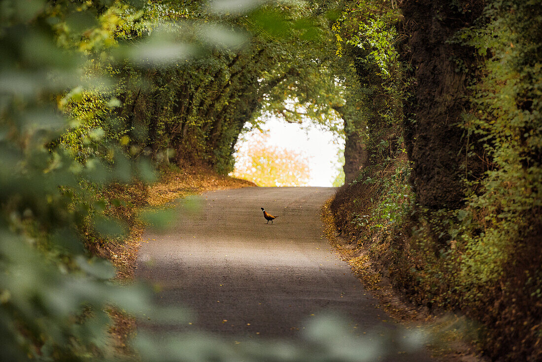 Wildfasan auf Waldweg