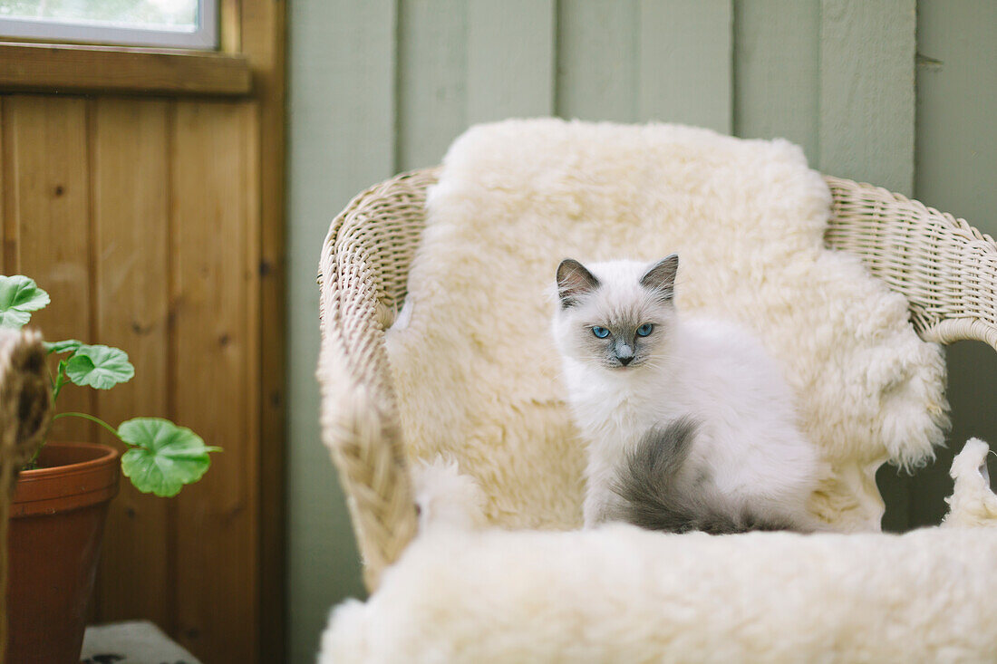 Katze auf Sessel