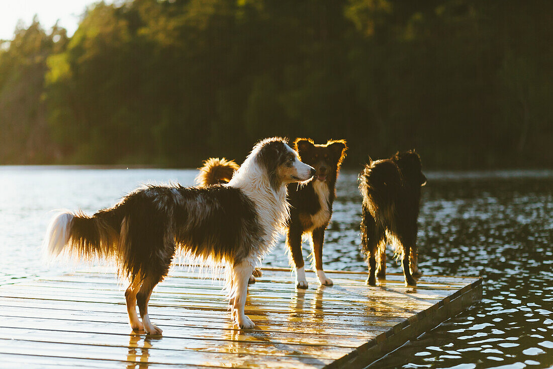 Hunde auf Steg am See