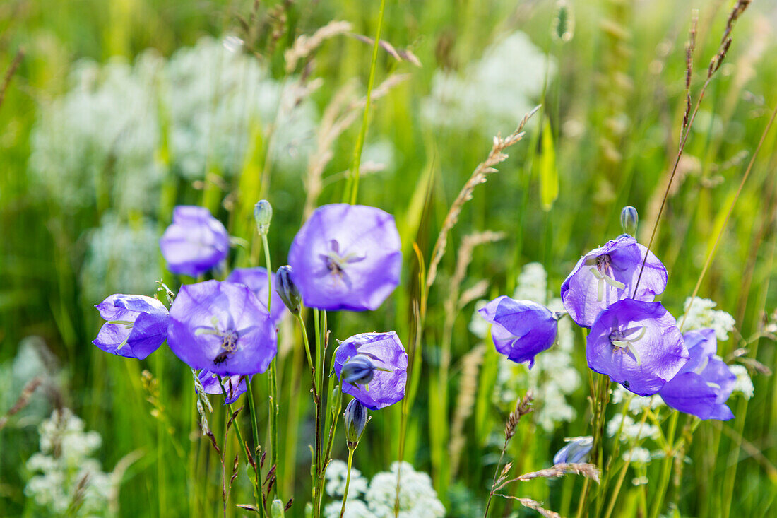 Violette Wildblumen