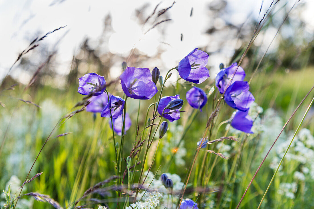 Violette Wildblumen