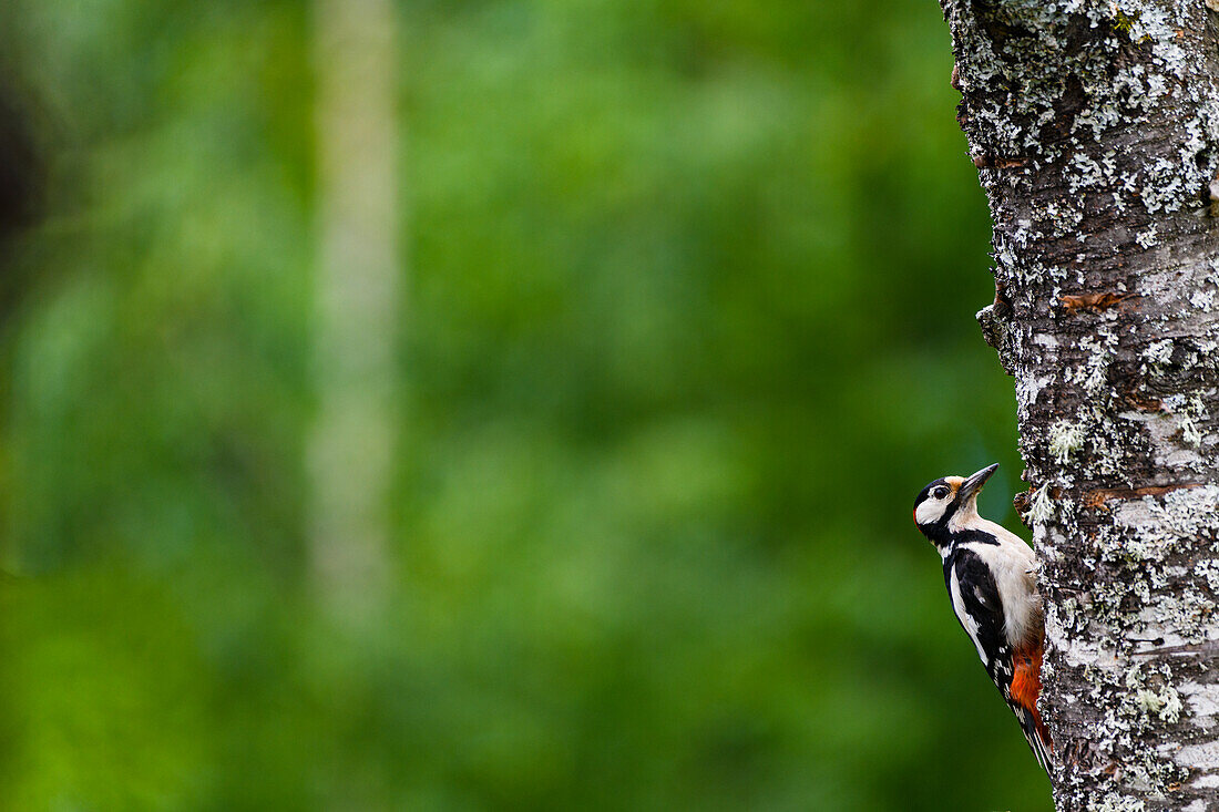 Woodpecker on tree