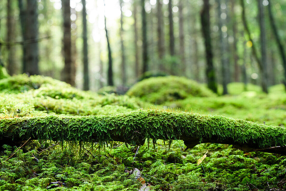 Moos auf Baumstamm im Wald