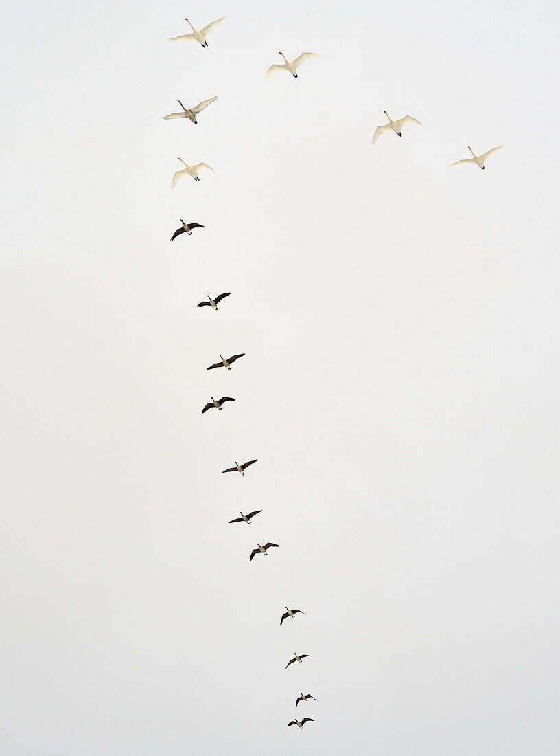 Birds in flight