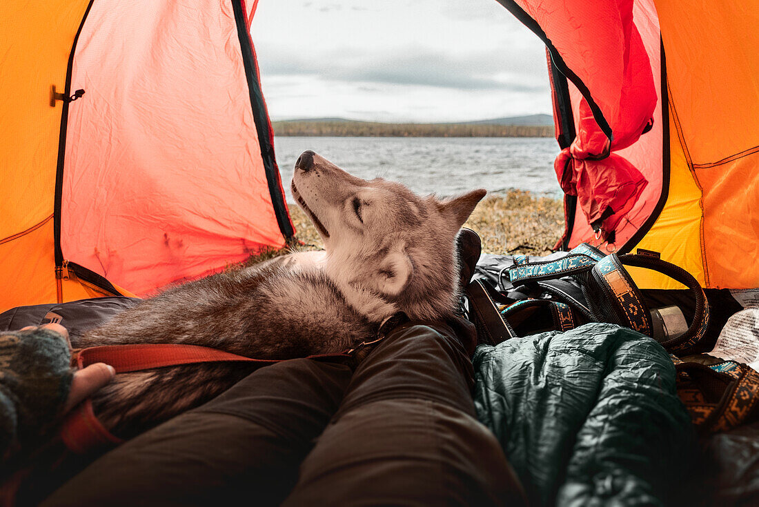 Dog and woman lying in tent