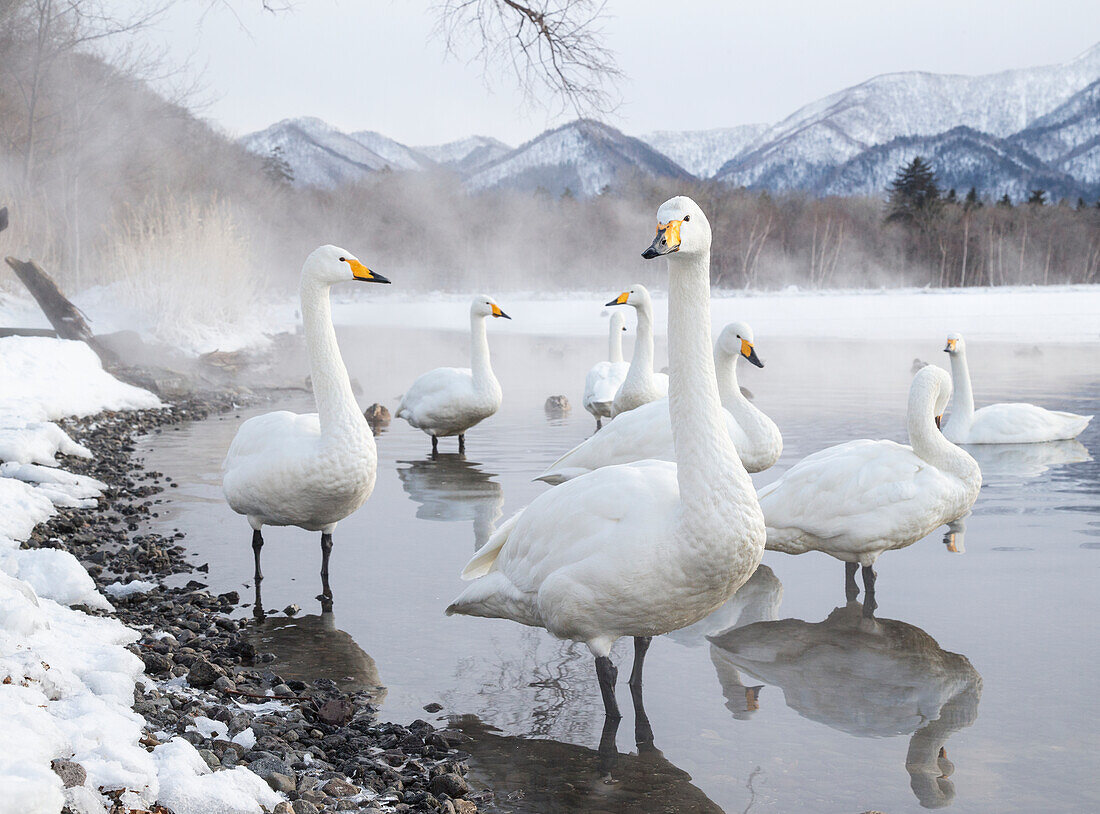 Tundra swans at winter