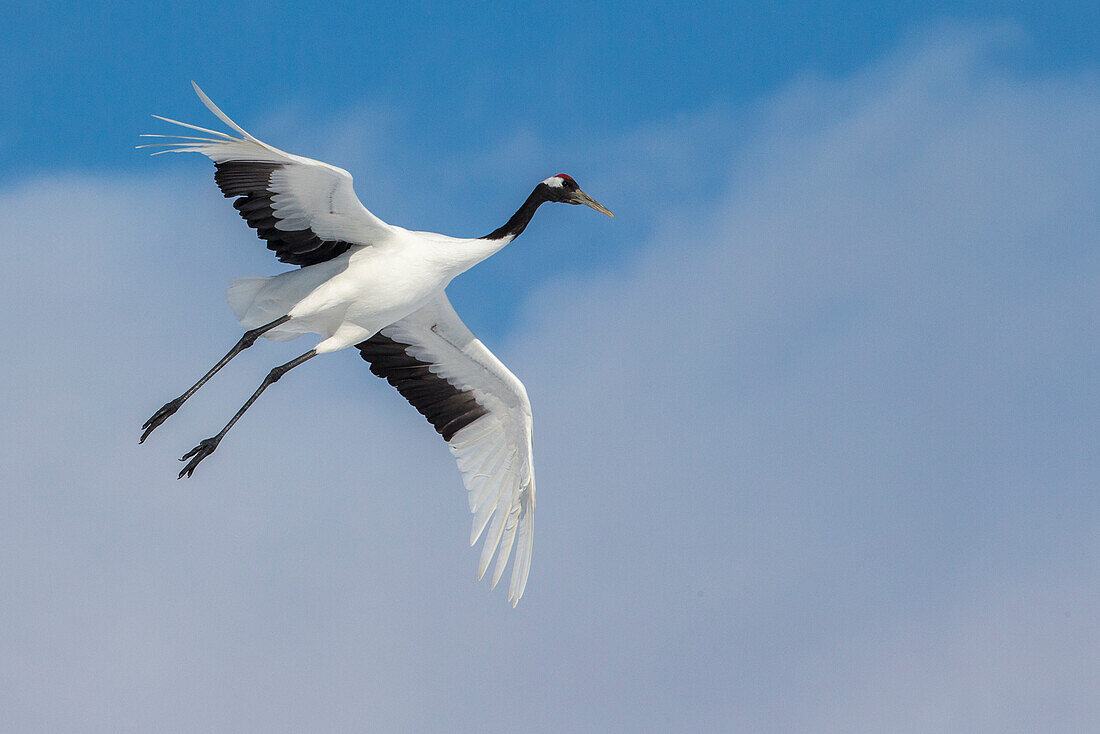 Red crowned crane flying