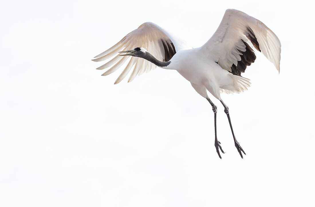 Red crowned crane flying