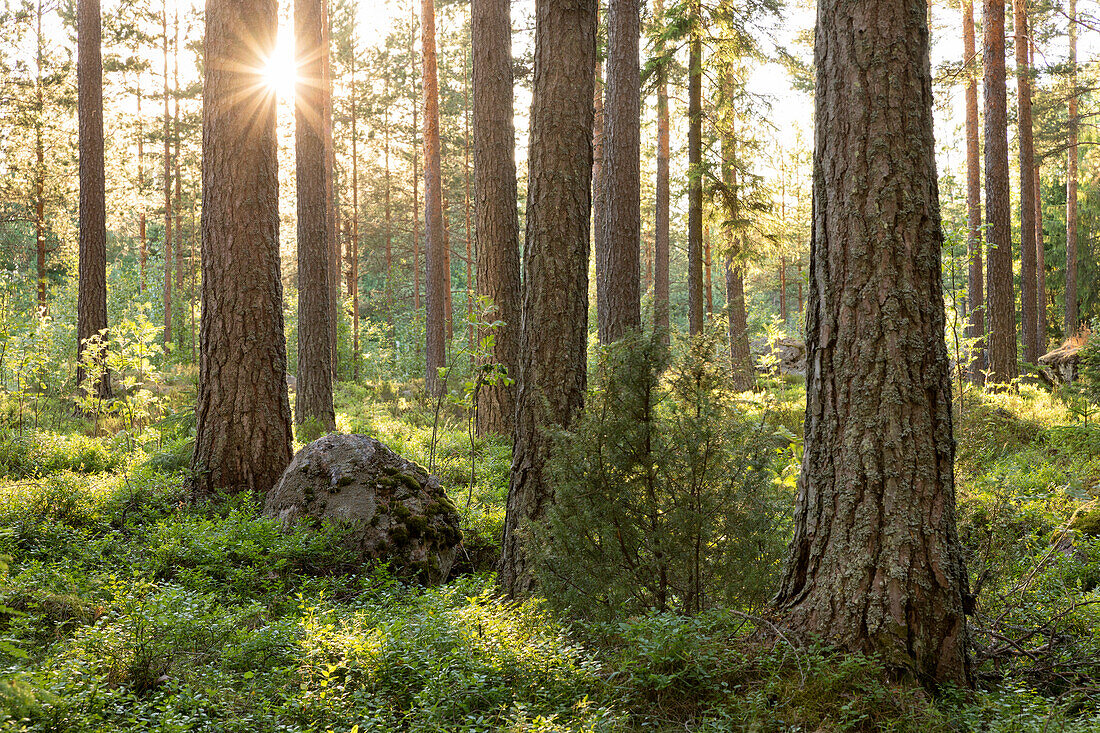 Green forest