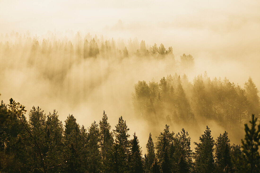 Forest covered in fog at dawn