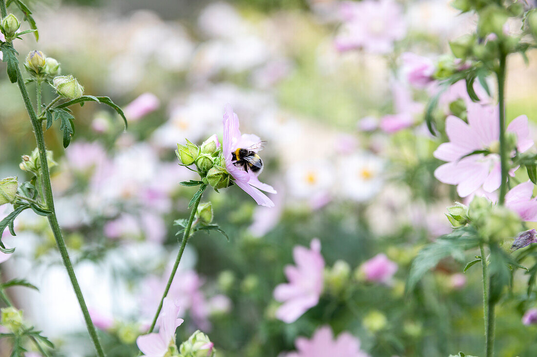 Hummel auf Blume