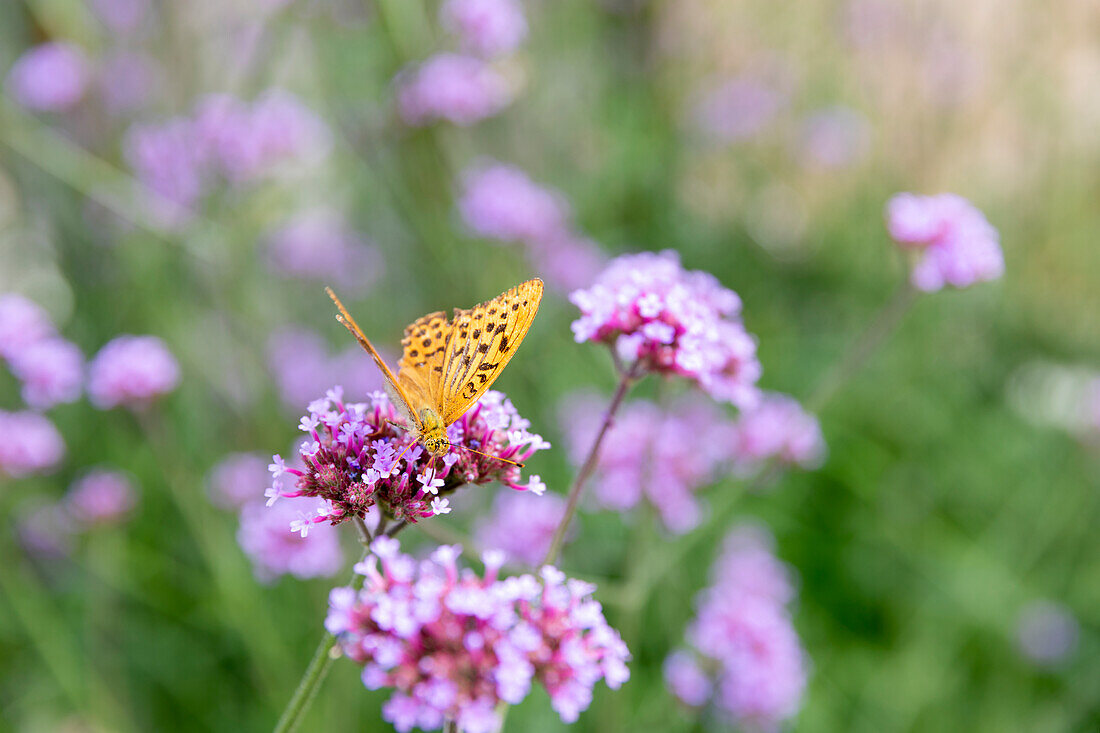 Butterfly on flower