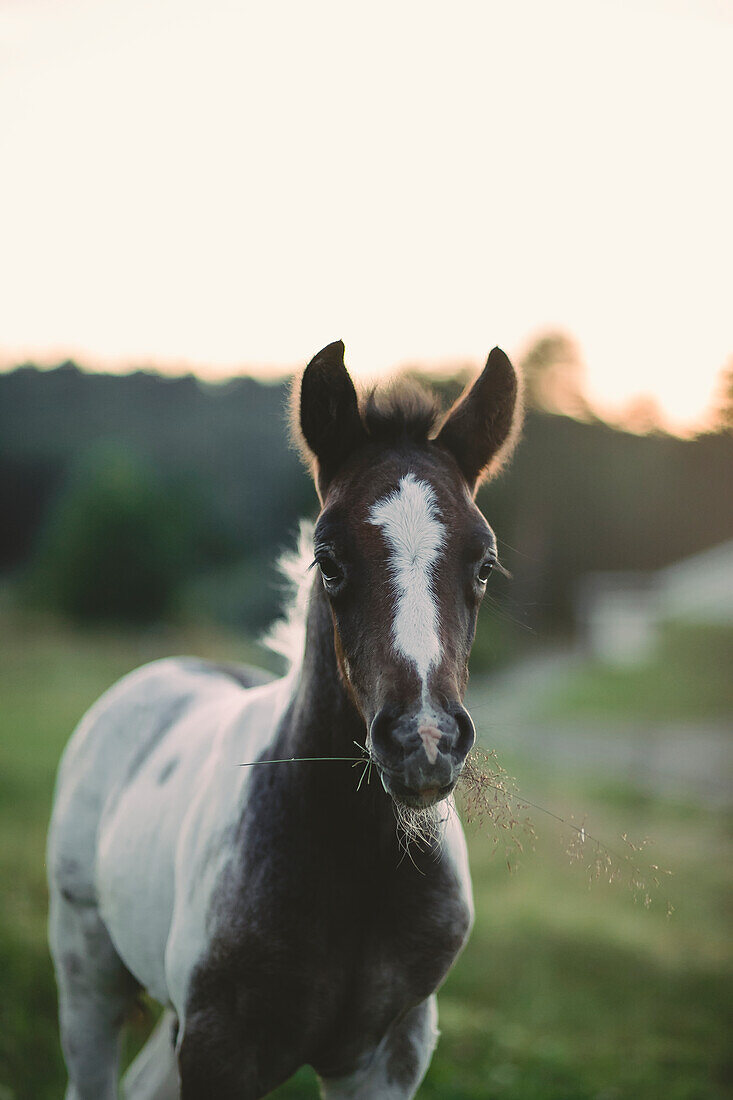 Pferd auf Wiese