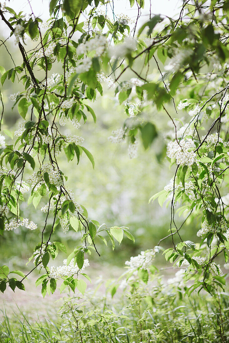 Weiße Blüten auf Zweigen