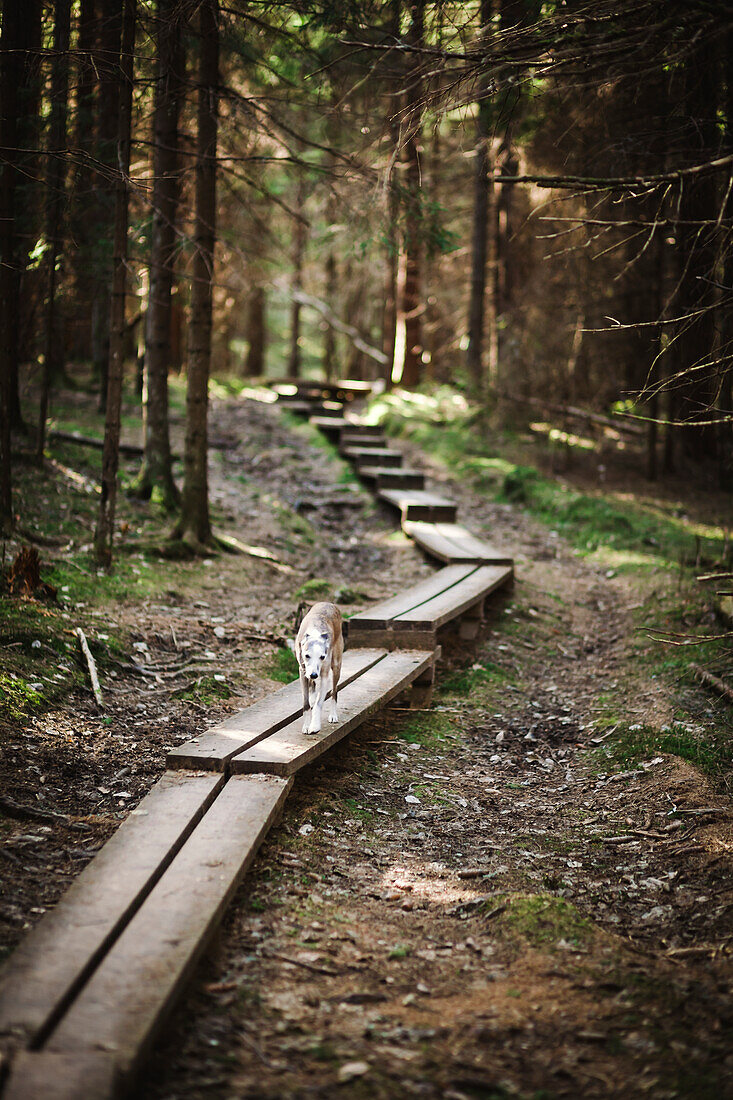 Hund auf Holzsteg im Wald