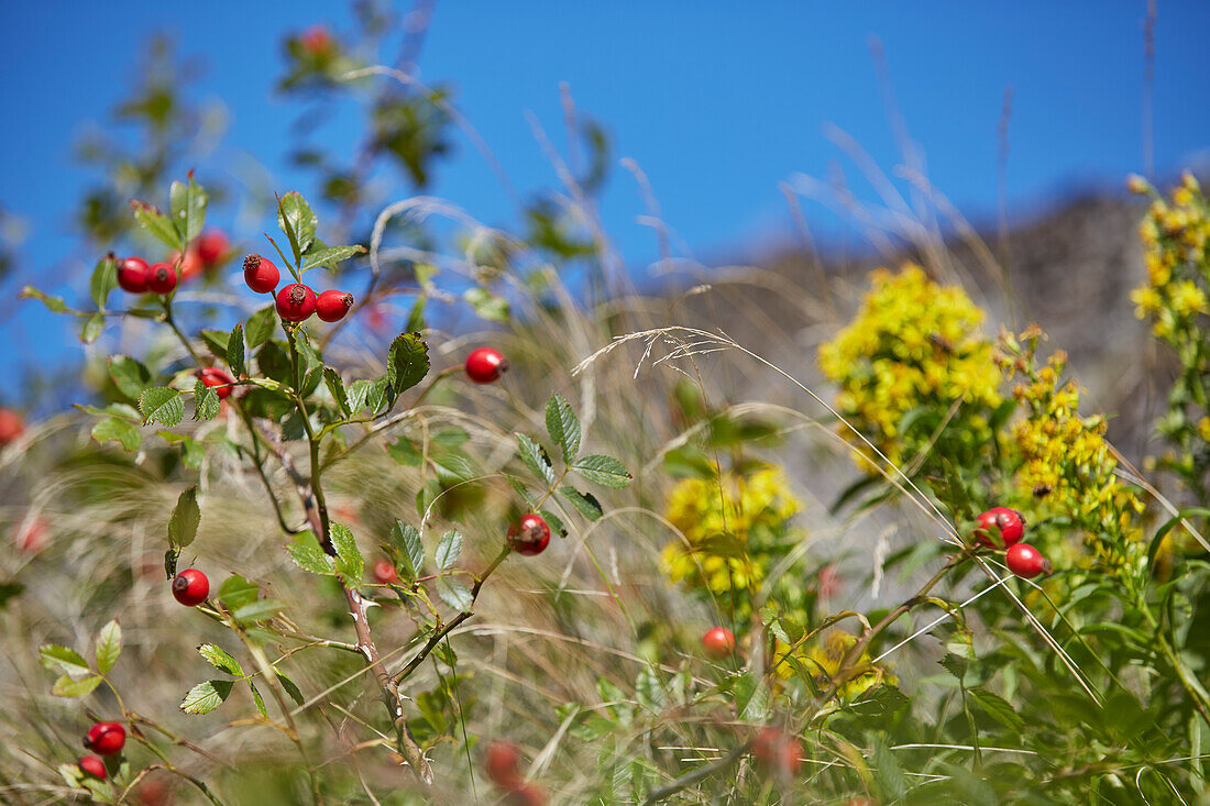 Berries on bush