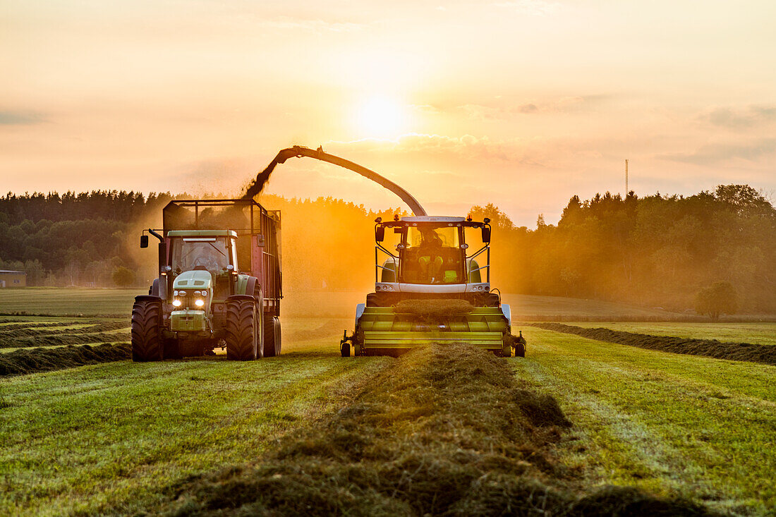 Ernte auf einem Feld