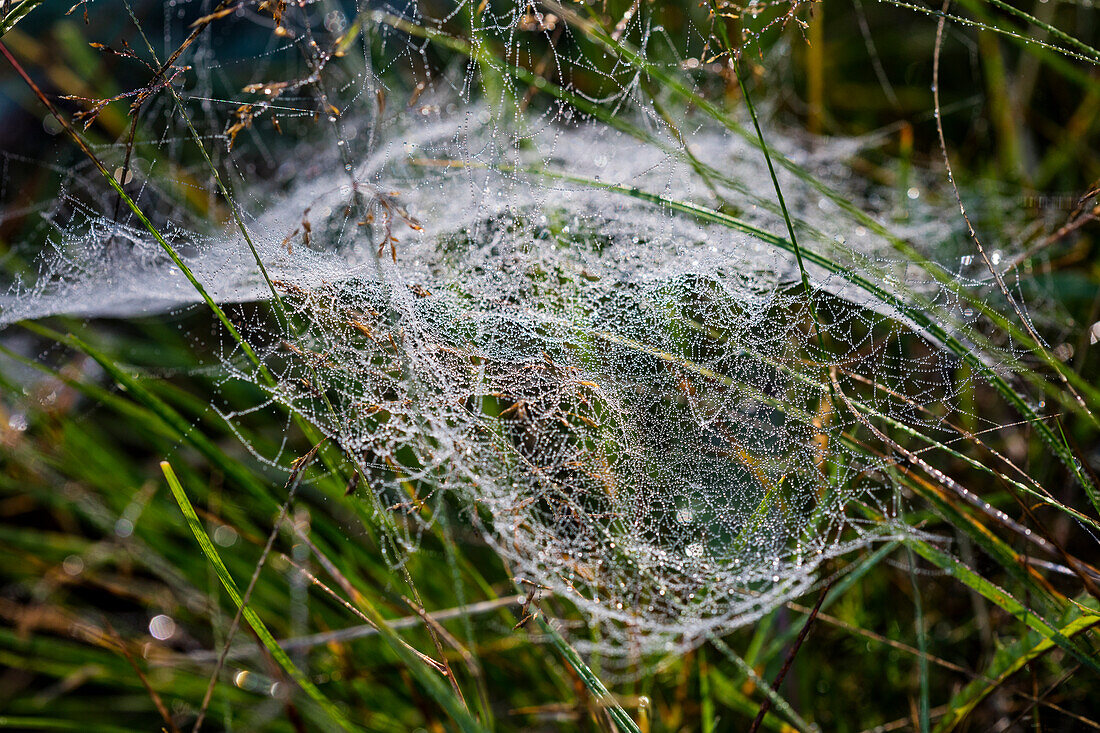 Spinnennetz auf Gras