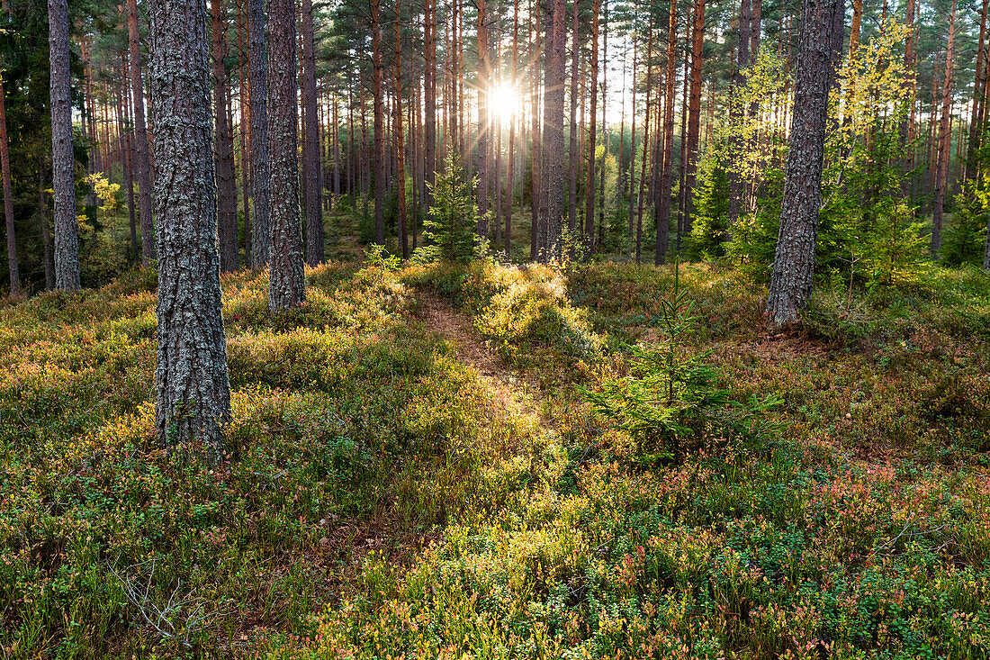 Coniferous forest