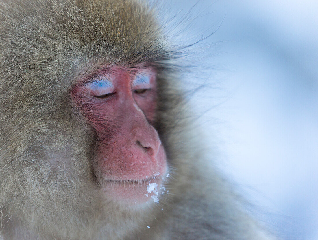 Japanese Macaque, portrait
