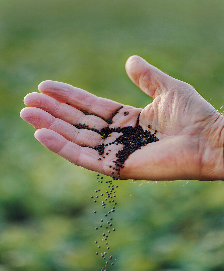 Hand mit Samen