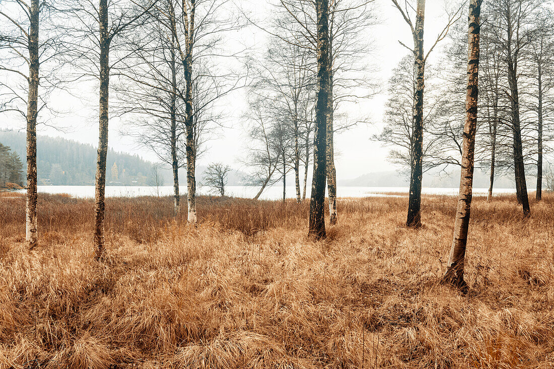 Birch trees at lake