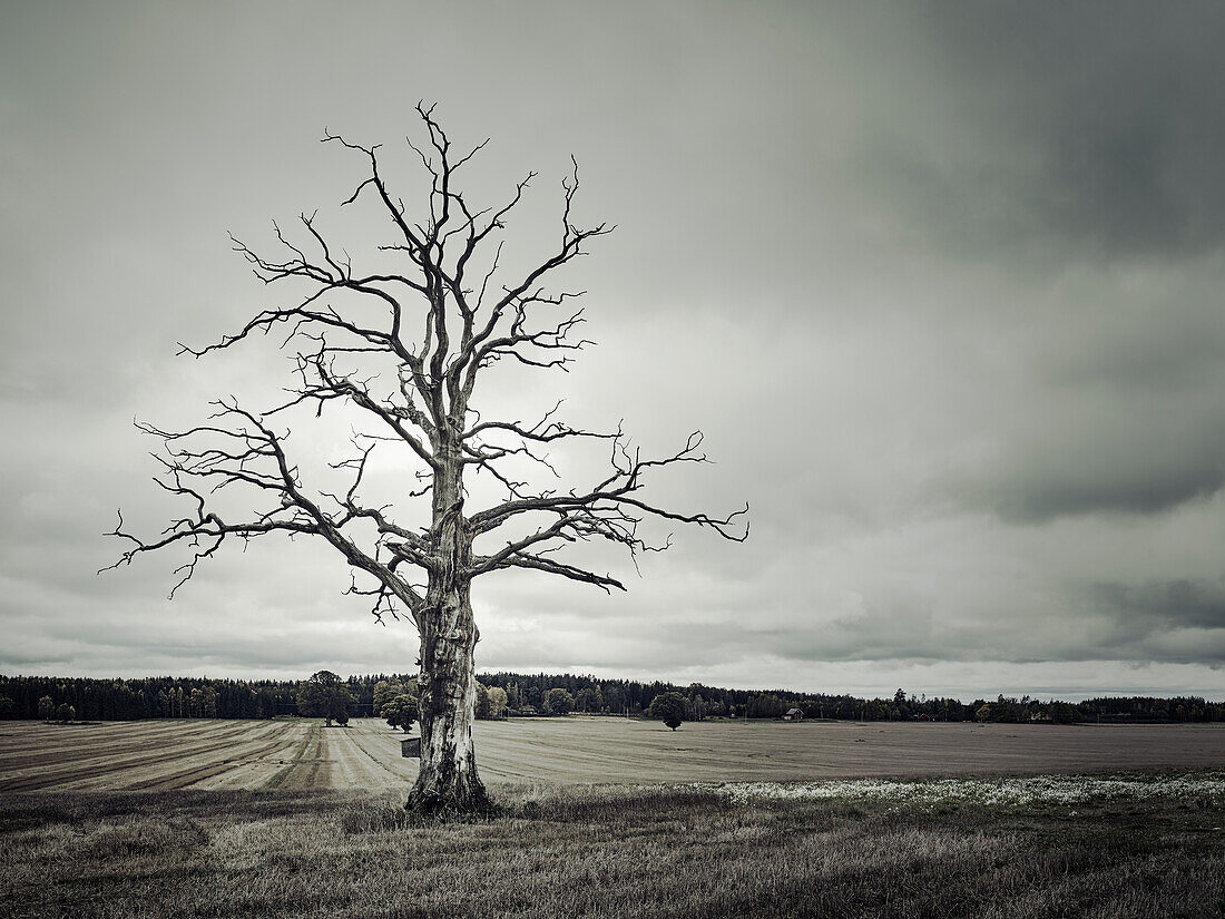 Dead tree in rural landscape