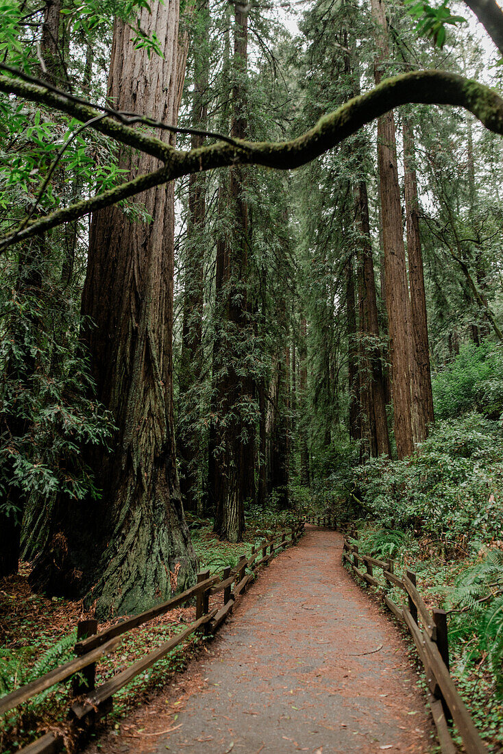 Path through forest