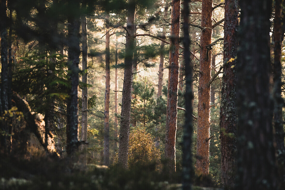 Blick auf den Wald