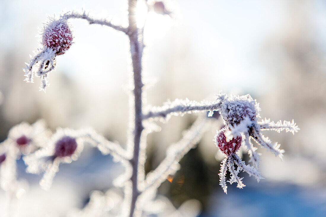 Frost on rosehips