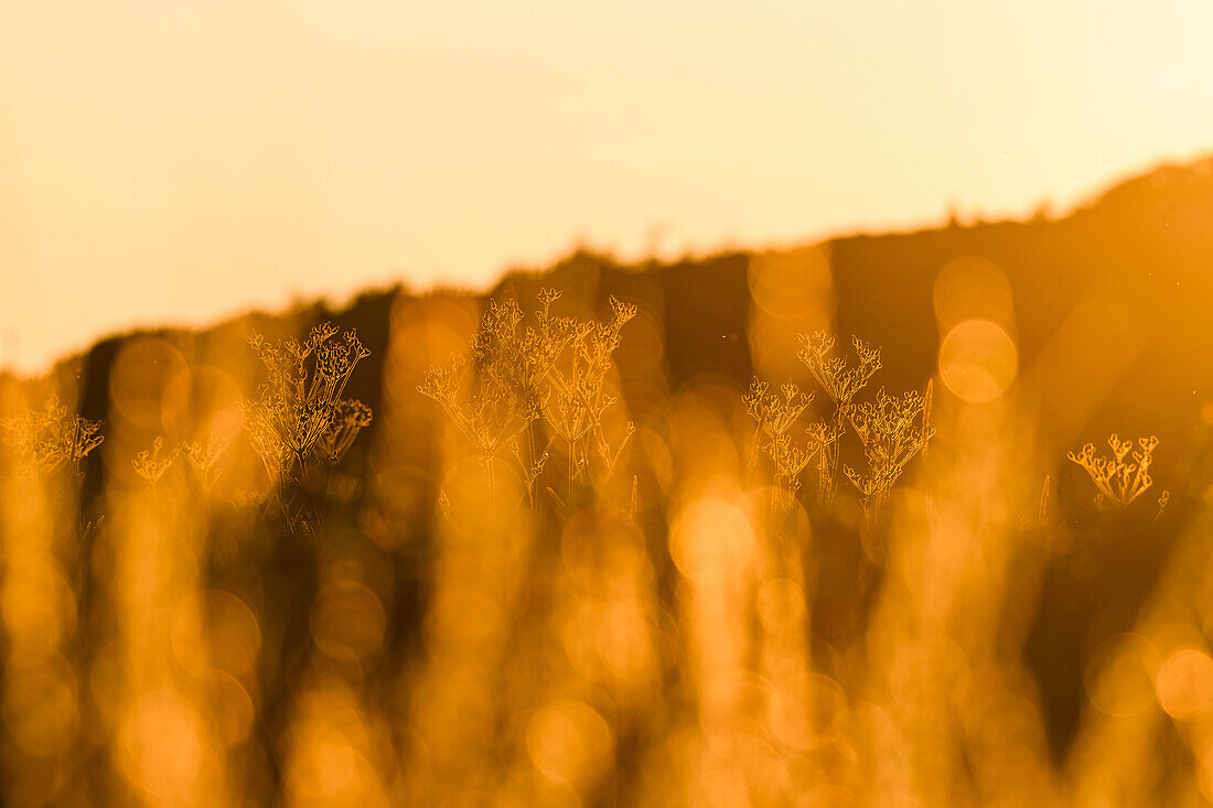 Plants at sunset