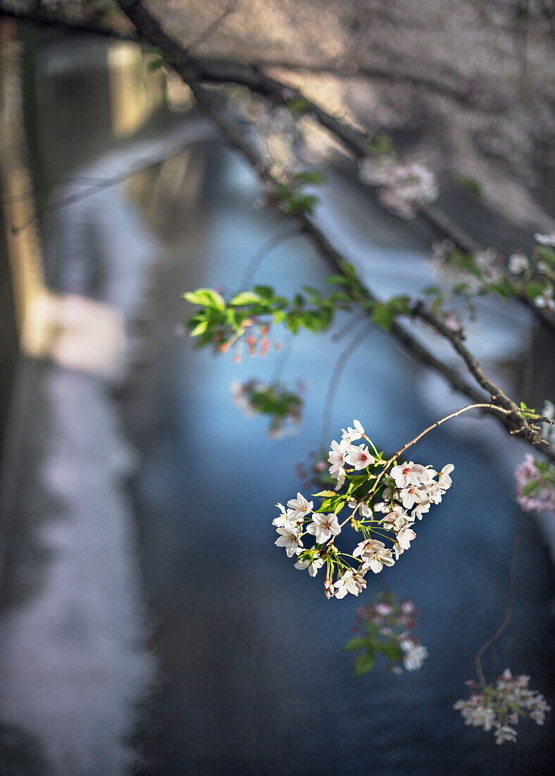 Weiße Blüten, Nahaufnahme