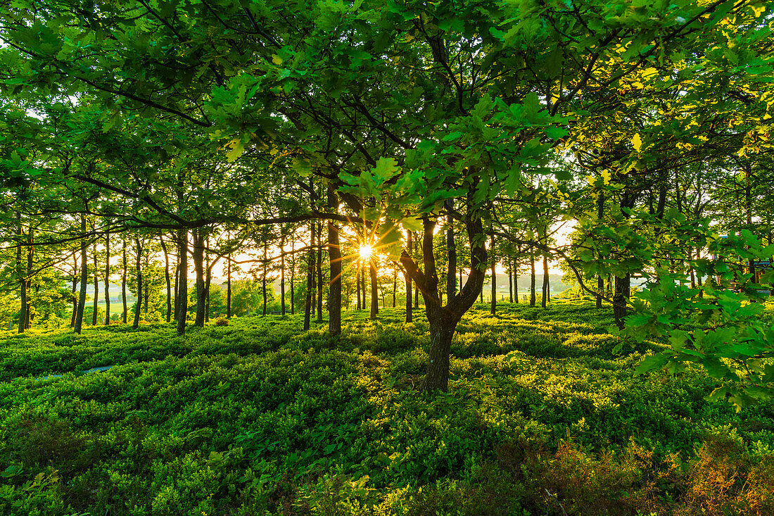 View of forest